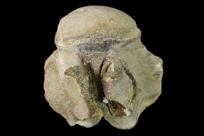 Fossil Mosasaur (Clidastes) Cervical Vertebra - Kansas #136436
